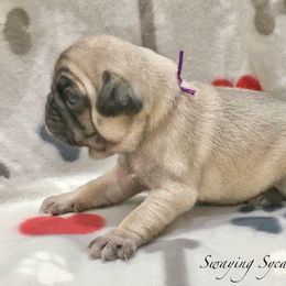 Pug and Shih Tzu Puppies from Swaying Sycamore Farm