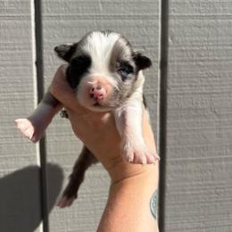 Boy 3 - Blue merle male Australian Shepherd puppy in Martville, New York from Jasmin's Australian Shepherds