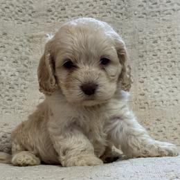 Biggest boy no collar - Cream male Cockapoo puppy in Berea, Kentucky from Blair’s Furry Friends