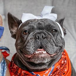 Priscilla - French Bulldog