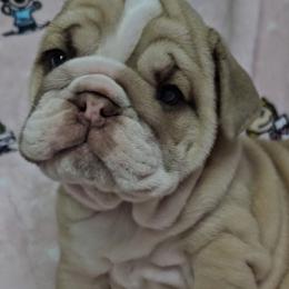 Bulldog Puppies from Illinois Bullies Kennel