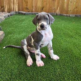 Moose - Harlequin male Great Dane puppy in Kannapolis, North Carolina from Carolina Great Danes & Toy Poodles