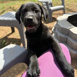 Labrador Retriever Puppies from Barefoot Kennels, LLC