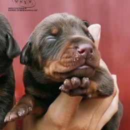 Othon - Red and rust male Doberman Pinscher puppy in China Township, Michigan from Snell's Superior Kennel Dobermann & GSP