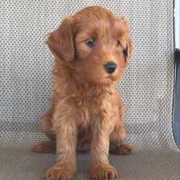 Pretzel - Red  female Goldendoodle puppy in Point, Texas from Tiny Paws Goldendoodles
