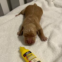 Yellow - Golden female Golden Retriever puppy in Lake City, Minnesota from Windcliff Goldens