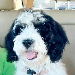 Bernedoodles and Irish Doodles from Willow-Be Doodles