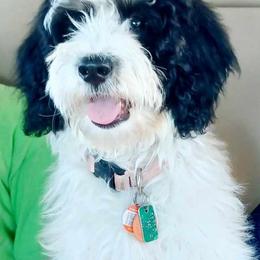 Bernedoodles and Irish Doodles from Willow-Be Doodles