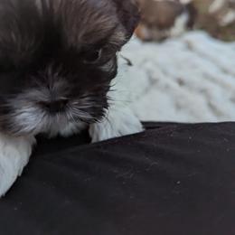 Shih Tzu Puppies from We Shih Tzu Not!