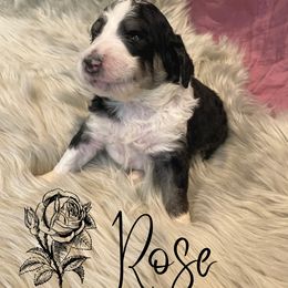 Bernedoodle and Poodle Puppies from Salty Standards