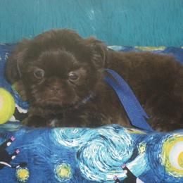 Shih Tzu Puppies from Meadowlyn's Dream Shih Tzu