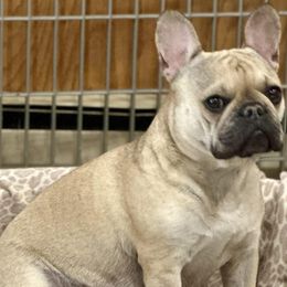 Chanel - French Bulldog