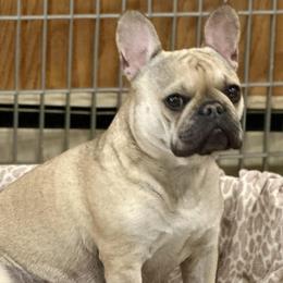 Chanel - French Bulldog