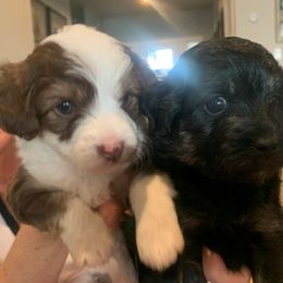 Aussiedoodle Puppies from North Idaho Miniature Aussiedoodles