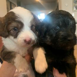 Aussiedoodle Puppies from North Idaho Miniature Aussiedoodles