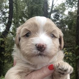 Mandolin - Yellow and white female Bernedoodle puppy in Pittsburg, Illinois from Doodles on Rock Creek