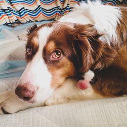 Maple - Australian Shepherd