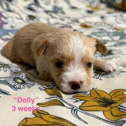 Dolly - Parti female Yorkshire Terrier puppy in Forest, Virginia from Majestic Touch Kennels and Pet Services