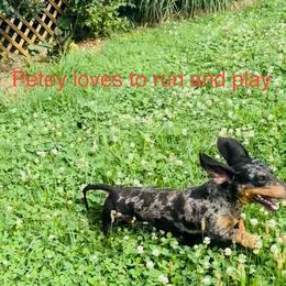 Petey - Dachshund