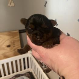 Carl Thomas - Black and tan male Yorkshire Terrier puppy in Beavercreek, Ohio from The Yorkie Den, LLC