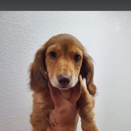 LH male - Sable male Dachshund puppy in Charlotte County, Florida from Doxie Den