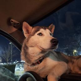 Gucci - Siberian Husky