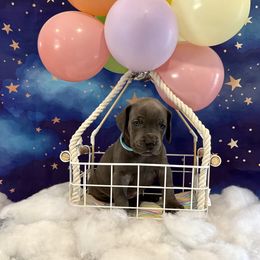 Colin - Blue male Great Dane puppy in Westland, Michigan from Lazuli Great Danes