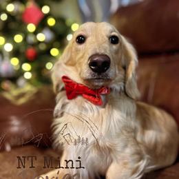 Sonny - Dachshund