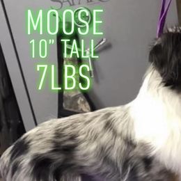Miniature American Shepherds and Toy Australian Shepherds from Millers Minnie Aussies- and Toys!