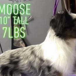 Miniature American Shepherds and Toy Australian Shepherds from Millers Minnie Aussies- and Toys!