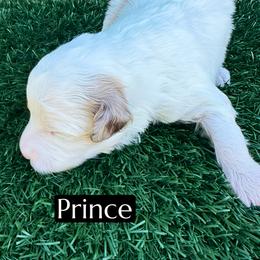 Prince - Red merle male Aussiedoodle puppy in Bakersfield, California from Annie's Aussies
