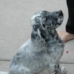 English Setters from Blu'Star English Setters
