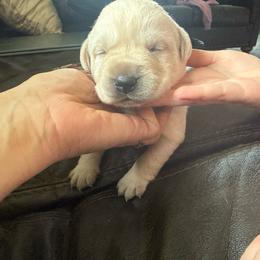 Ugg - Yellow female Labrador Retriever puppy in Isanti, Minnesota from Four Corners Family Labs
