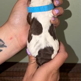 Marina - Liver white and tan female English Springer Spaniel puppy in Williston, Florida from Parks Paradise Springers