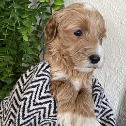 Payday - Goldendoodle puppy from Lola Bear Goldendoodles