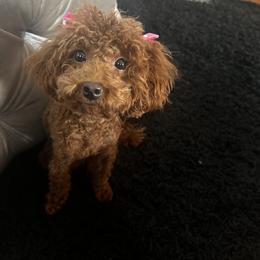 Poodle Puppies from CashEuro Poodles