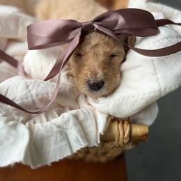 Brown - Cream female Goldendoodle puppy in Ranger, Georgia from Muscadine Meadows Poodles and Doodles