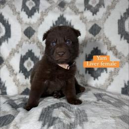 Yam - Liver female German Shepherd puppy in New Cambria, Missouri from Des Hausraben Shepherds