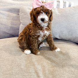 Goldendoodle Puppies from Ritzy Creek Doodles