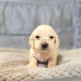 Turkey - Cream male Dachshund puppy in Anderson, Alabama from Pasek Kennels