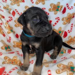 Kevin - Black male Great Dane puppy in Spartanburg, South Carolina from Pawlmetto Danes