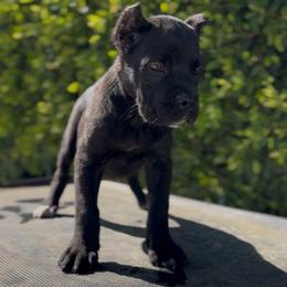Female 3 - Black brindle female Cane Corso puppy in California from Donato Kennels