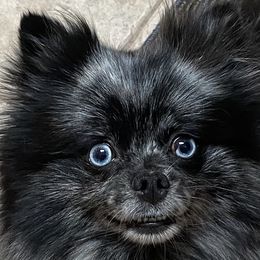 Tudie - Pomeranian