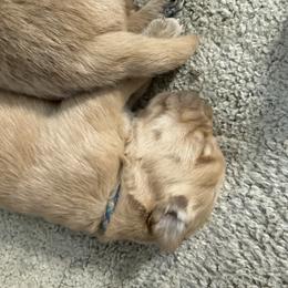 Boy 7 blue and white - Golden male Golden Retriever puppy in Yelm, Washington from Bit O'Heaven Farm