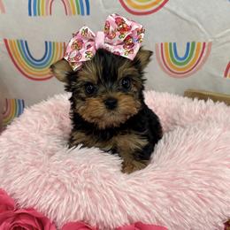 Sparkle - Black and tan female Yorkshire Terrier puppy in Surprise, Arizona from Enchanted Yorkies