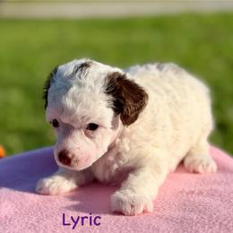 Lyric - Brown female Poodle puppy in Ardmore, Oklahoma from The Poodles of Green Acres