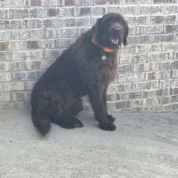 Annie  - Labradoodle