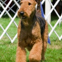 Airedale Terriers from Glenayr Farm