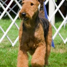 Airedale Terriers from Glenayr Farm