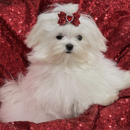 Bella - Maltese